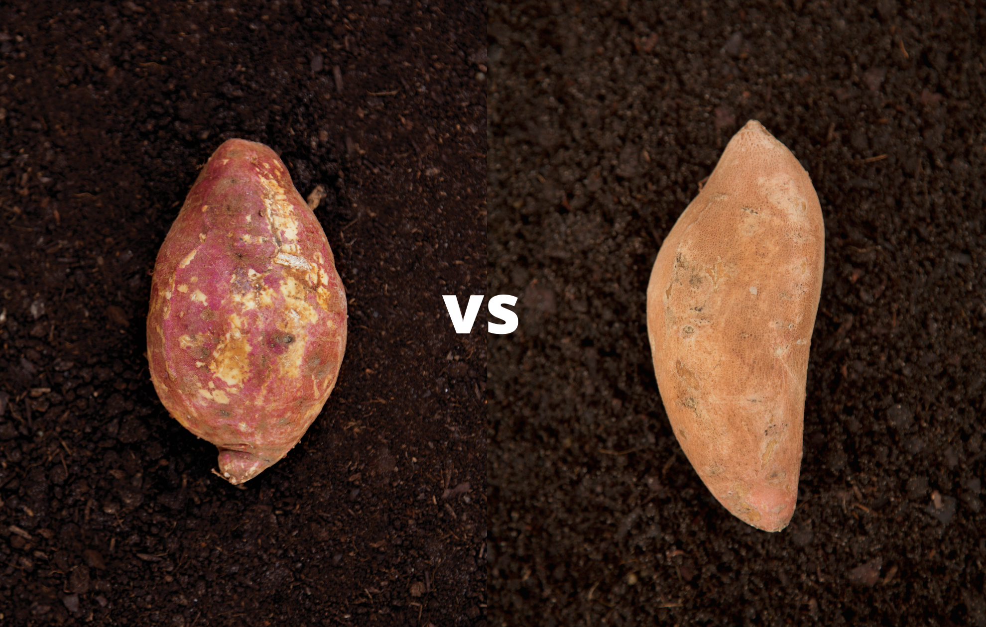 Boniato vs Sweet Potato